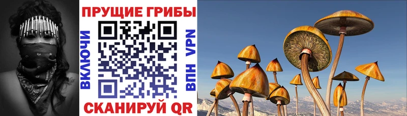 Псилоцибиновые грибы Cubensis  Купить где  Каменск-Шахтинский 